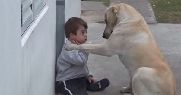 Dog Approaches Boy With Down Syndrome And Befriends Him (Video)