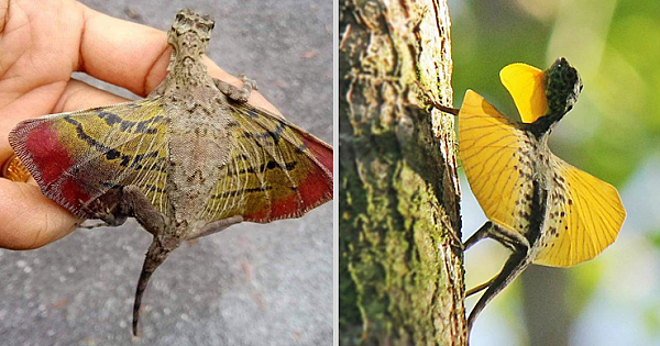 Flying Dragons Survive And They Are A Real Wonder Of Nature