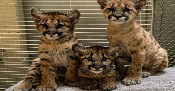 Mountain Lions Cubs Rescued From California Wildfires, Transported By FedEx To Find New Home