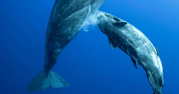 Photographer Catches Mother Sperm Whale Ejecting Milk Underwater For Calf To Feed