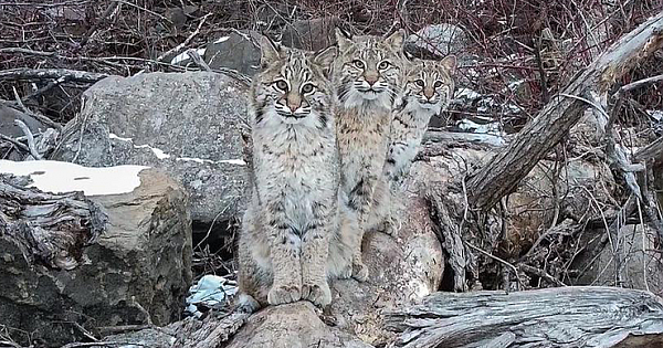 Photographer Flies Drone To Discover A Once-In-A-Lifetime Shot Of 3 Bobcats Sitting On A Log