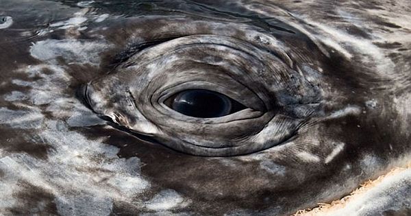 Photographer Spends 25 Years Following Dolphins And Whales, The Photos Are Breathtaking