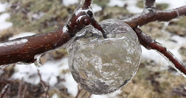 Photos Of Frozen 'Ghost Apples' Are Going Viral. What Are They?