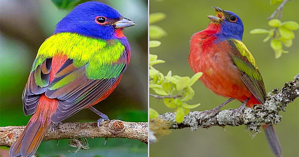Rainbow Birds Perfectly Match Their Name With Their Amazing Feathers