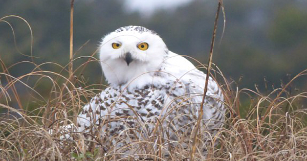 RARE Snowy Owl Returns to Ocracoke – North Carolina
