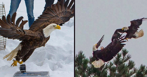 Rescued Bald Eagle's Heartwarming Reunion With Life Long Mate