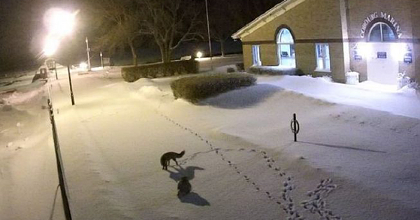 Snow Owl And Fox Caught On Tape "Doing The Tango" On Wild Winter Night (VIDEO)