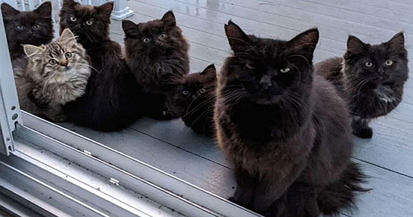 Stray Cat Brings All Her Babies To A Woman Who Gave Her Food And Helped Her