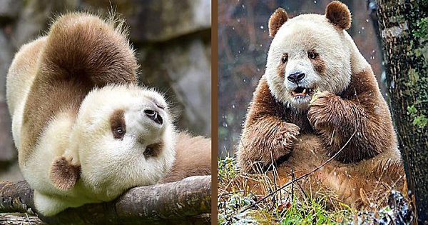 The World's Only Brown Panda Who Was Abandoned As A Baby, Finally Finds Happiness