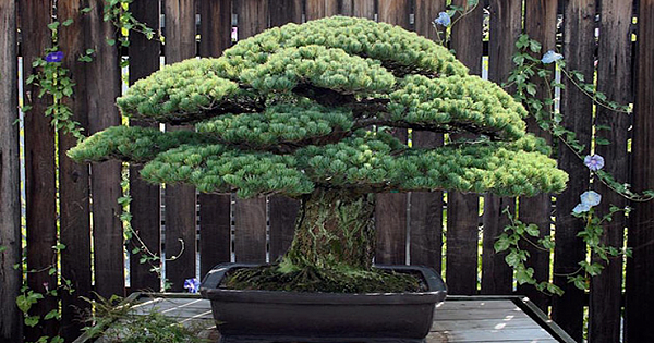 This Bonsai Tree Was Planted In 1625, Survived The Bombing Of Hiroshima And Is Still Growing Today