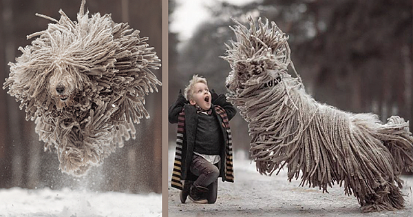 This Giant Furry Dog Playing With A Kid Will Make Your Day