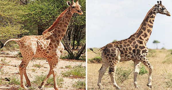 Two Extremely Rare Dwarf Giraffes Spotted In Namibia And Uganda