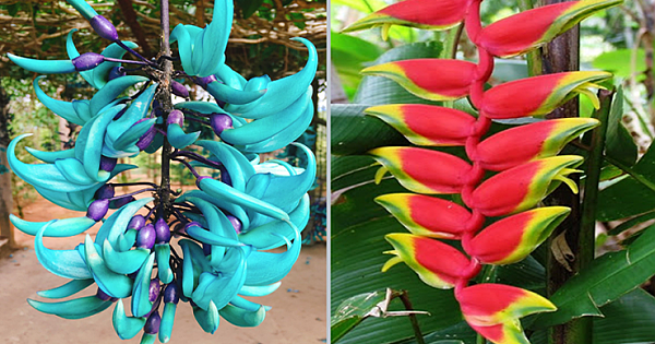 10 Incredibly Rare Flowers You Have Probably Never Seen