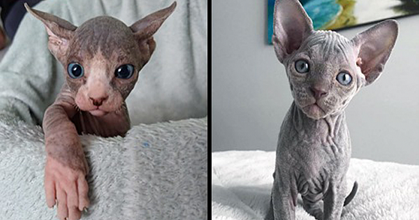12 Sphynx Babies That Can Charm Even Those Who Don't Like Cats