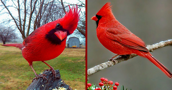 12 Tips On How To Attract Cardinals To Your Yard