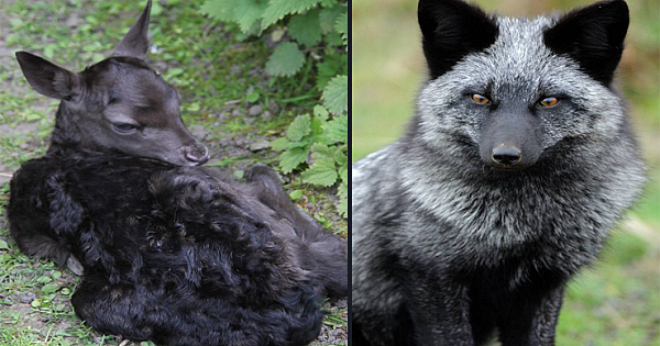 14 Animals Painted by the Night Itself