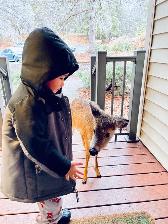 The Moment A 4-Year-Old Boy Bring Home A Baby Deer He Befriends In The Woods