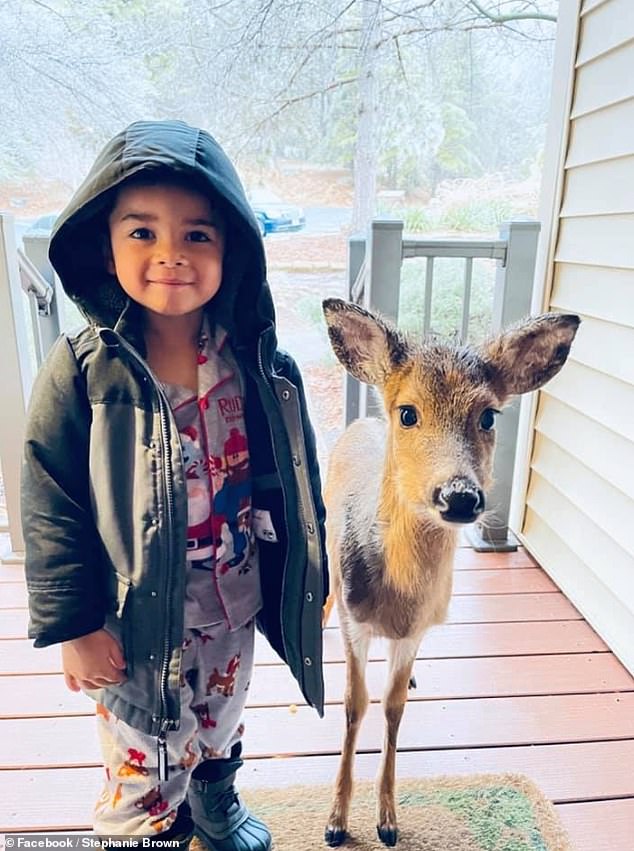 The Moment A 4-Year-Old Boy Bring Home A Baby Deer He Befriends In The Woods