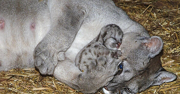 20 Wholesome Photos Proving That Animals Are Made Of Love