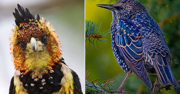 24 Extraordinarily Beautiful Birds You Might Not Have Heard About