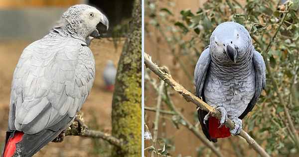 5 Parrots Get Removed From Public View At A Wildlife Park After Teaching Each Other To Swear During Quarantine