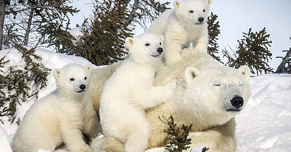 Adorable Pictures Show The Bond Between Newborn And Mother Polar Bear (13 Photos)