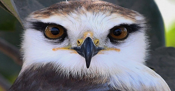 Black-winged Kites Charm With Their Unique Glances