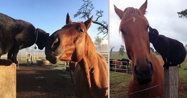 Cat And Horse Who've Been Best Friends For 7 Years Show Off Their Adorable Morning Routine