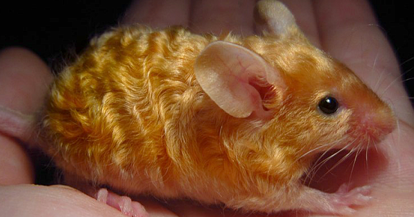 Golden mouse with wavy fur! : r/interestingasfuck