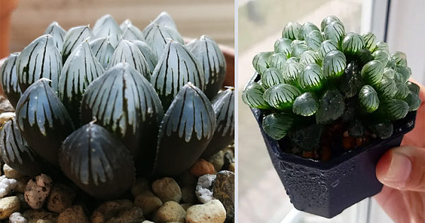 Haworthia Cooperi: The Unique Succulent That Has See-Through Leaves