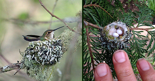 Hummingbird Nests Are As Small As A Thimble, Be Careful Not To Prune Them