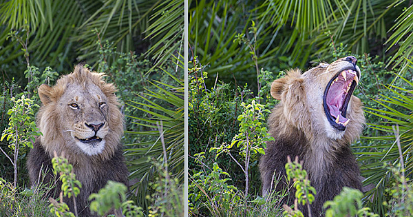 Lion Surprises Photographer With Scary Roar, Then Winks And Smiles At Him
