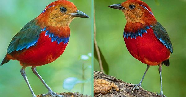 Meet The Stunning Blue-Banded Pitta, The Bird That Wears A Permanent Xmas Jumper