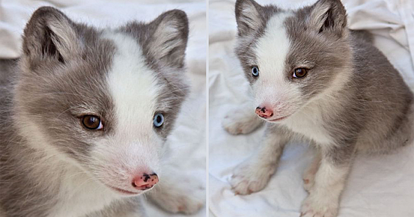 New Arctic Fox Pups Arrive At Aquarium Of The Pacific