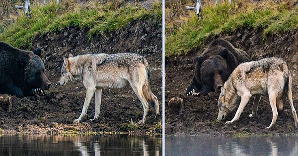 Once In A Lifetime Photos Of A Grizzly Encountering A Wolf, Captured By Photographer
