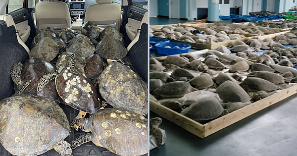 People Are Filling Their Vehicles With Sea Turtles To Save Them From The Winter Storm