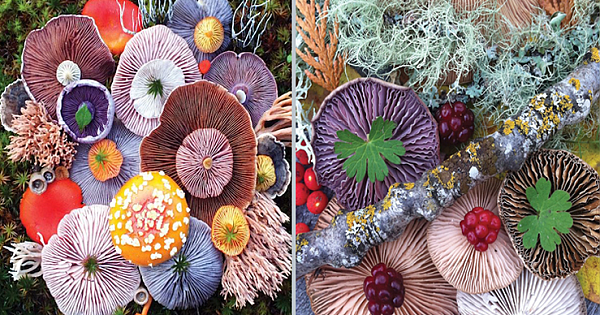 Photographer Captures Colorful Mushrooms In Vibrant Arrangements