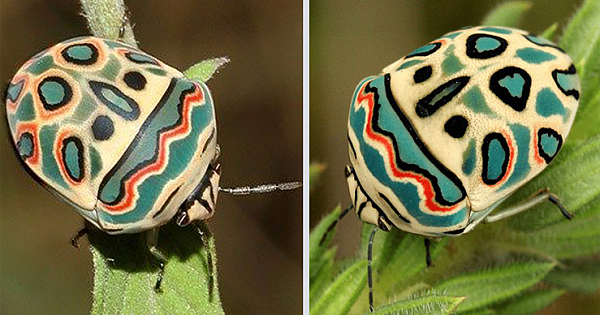 Picasso Bugs Are Like Beautiful, Stinky Works Of Art