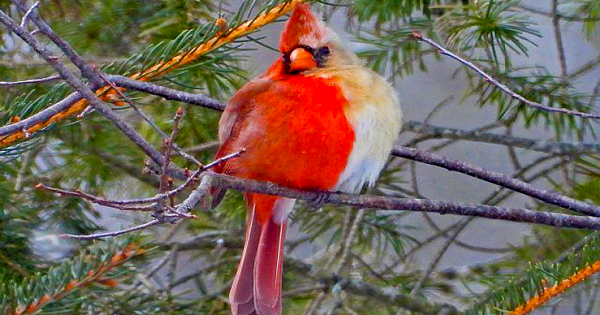 Rare Half-Male, Half-Female Cardinal Spotted In Pennsylvania