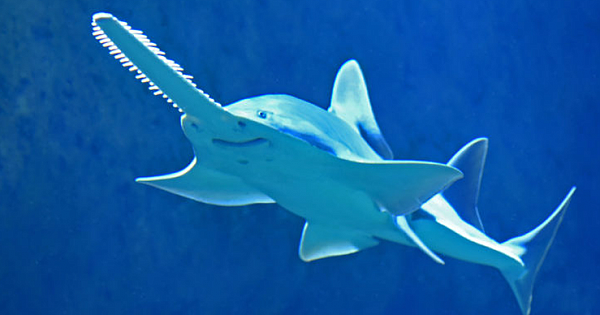 Sawfish On The Brink Of Extinction, Gone In Over Half Its Natural Habitats