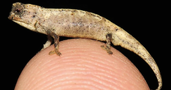 Scientists Discover World's Smallest Known Reptile Which They Named The 'Nano-Chameleon'