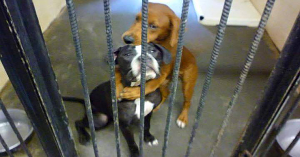 Shelter Dog Hugs Her Friend Hours Before Euthanasia And Saves Their Lives