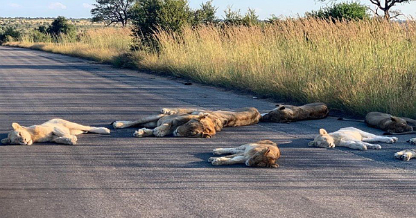 South African Lions Take Advantage Of Lockdown And Nap Out On the Empty Road