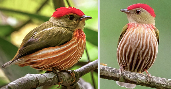 The Striolated Manakin Is The Roundest And The Sweetest Bird That You Will Ever Meet (10 Photos)