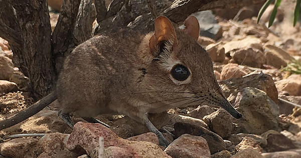 The Tiny Elephant Shrew Spotted Alive For The First Time In 50 Years