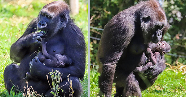 This Mum Gorilla Is Captured Tenderly Cradling Her Newborn Baby 1 Year After Losing Her First Child