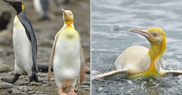 Wildlife Photographer Captured Extremely Rare Yellow Penguin In Once-In-A-Lifetime Photos