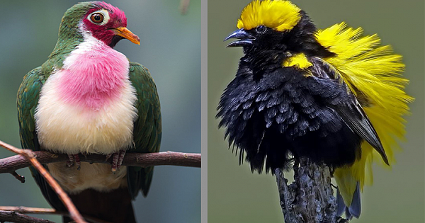 15 Attractive Birds That Look Like They Are Painted By Another Worldly Artist
