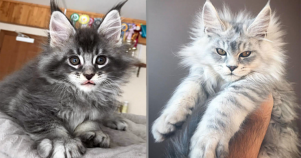 20 Of The Cutest Maine Coon Kittens – The Gentle Giants, Waiting To Grow Up