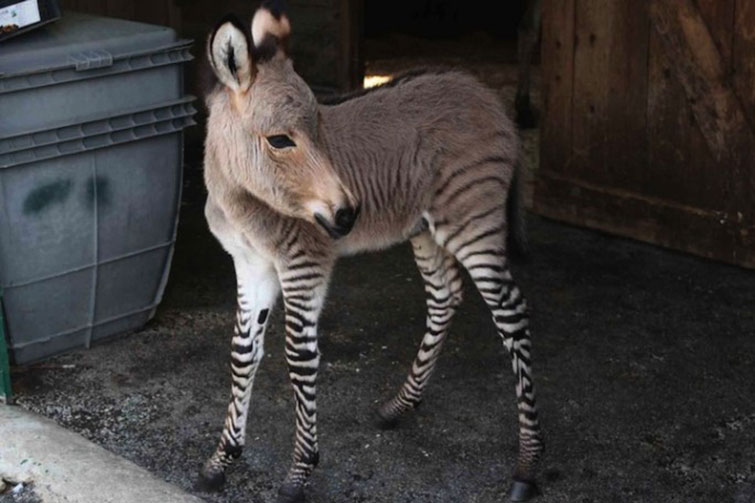 Adorable Italian Zonkey Is Half Zebra, Half Donkey